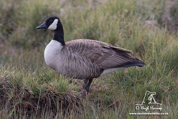 Lesser Canada Goose