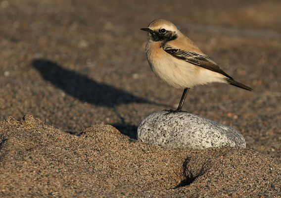 Desert Wheatear