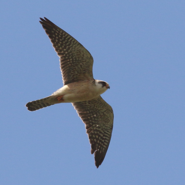 Red-footed Falcon