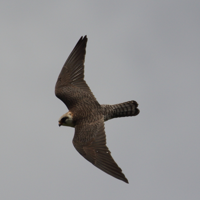 Red-footed Falcon