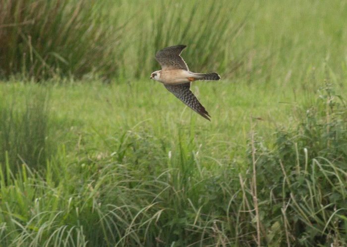 Red-footed Falcon
