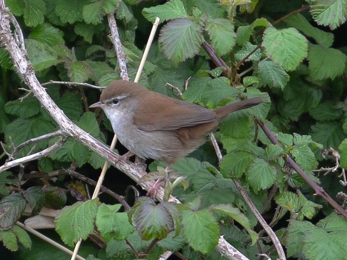 Cetti's Warbler