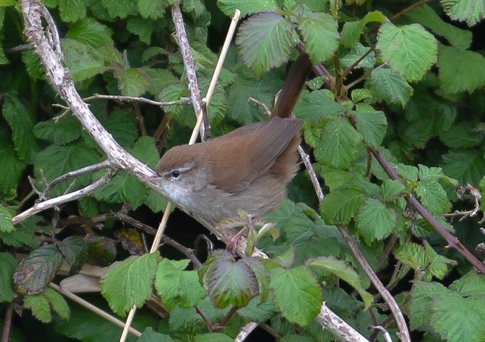 Cetti's Warbler