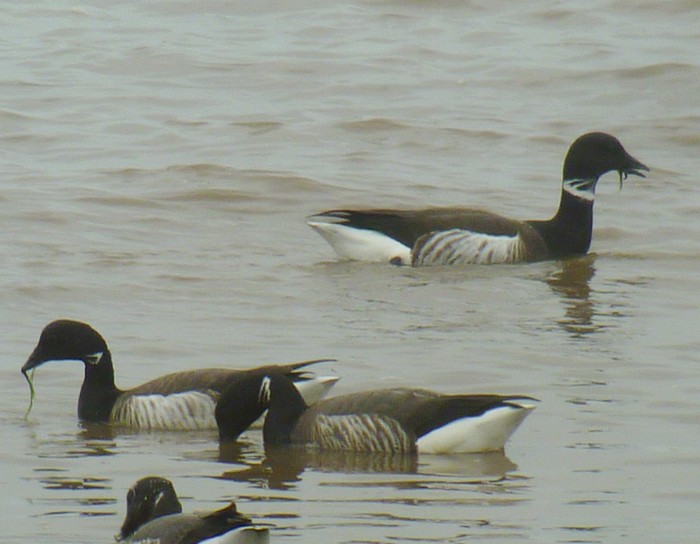 Black Brant