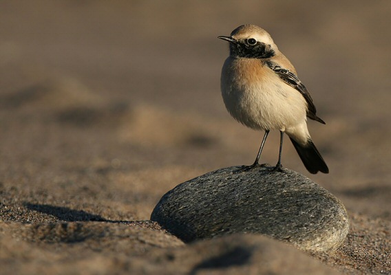 Desert Wheatear