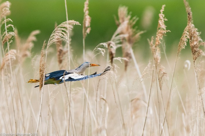 Little Bittern