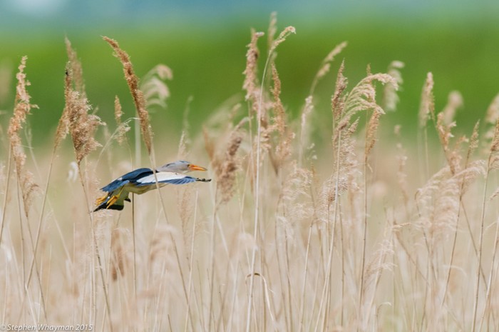 Little Bittern
