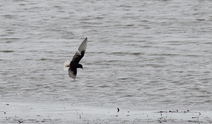White-winged Black Tern