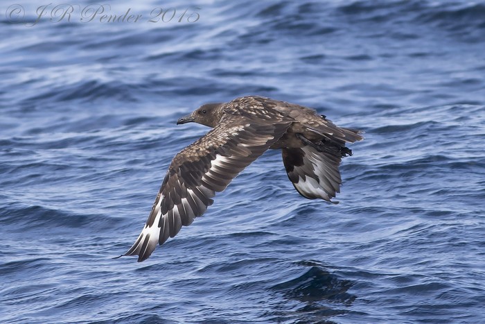 Great Skua