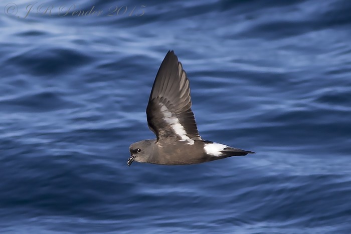 Storm Petrel