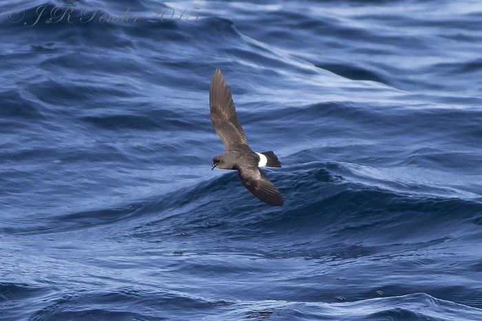 Storm Petrel