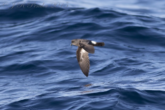 Storm Petrel