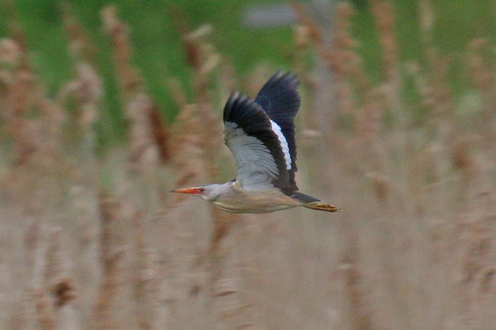 Little Bittern