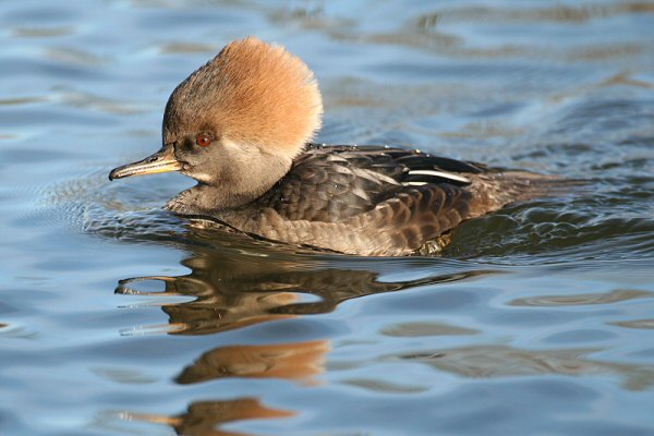 Hooded Merganser