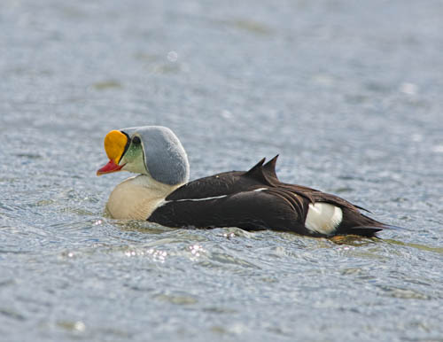 King Eider