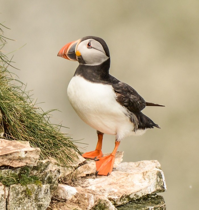 Puffin