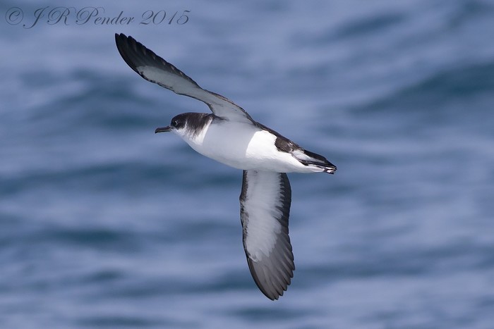 Manx Shearwater