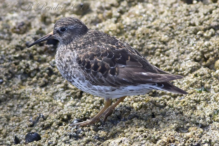 Purple Sandpiper