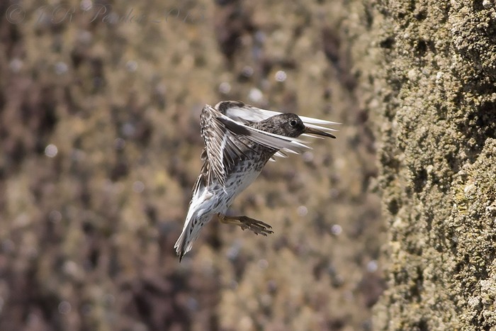 Purple Sandpiper