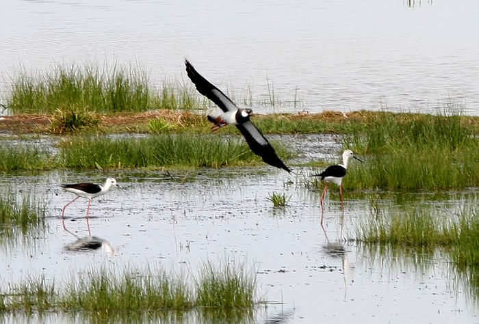 Black-winged Stilt
