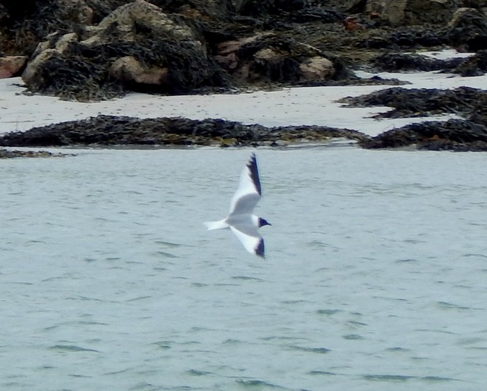 Sabine's Gull