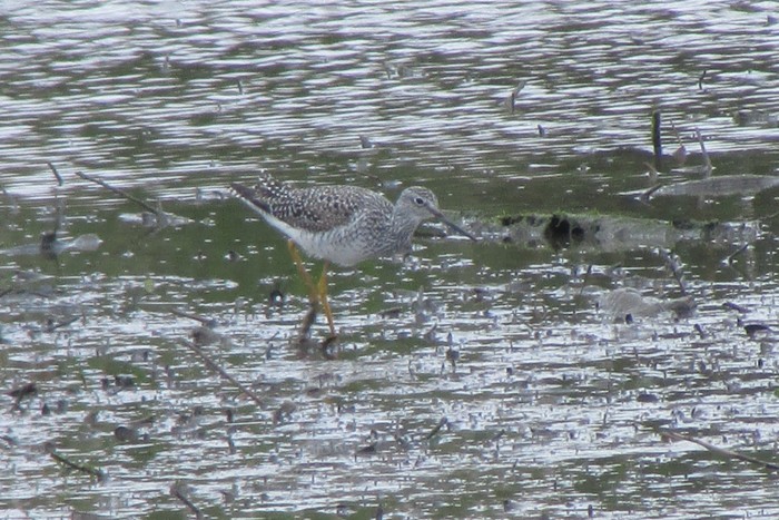 Greater Yellowlegs