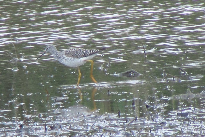 Greater Yellowlegs