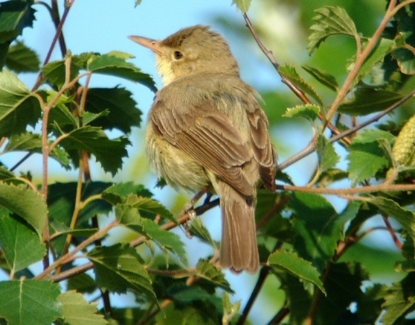 Melodious Warbler