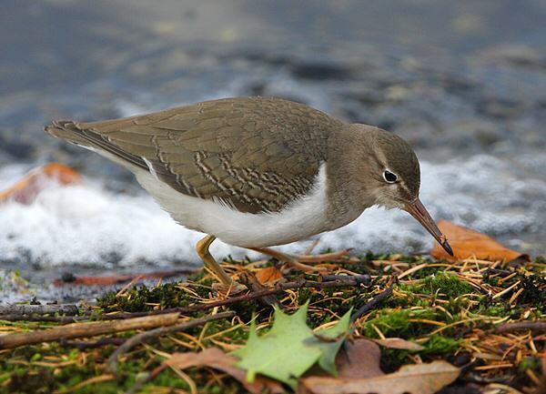 Spotted Sandpiper