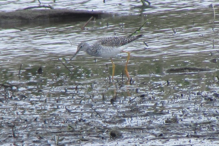 Greater Yellowlegs