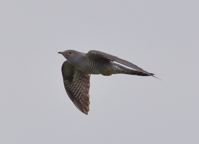 Cuckoo