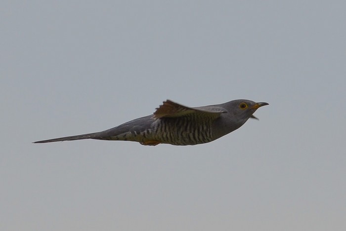 Cuckoo