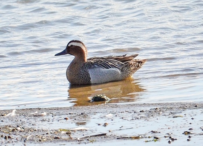 Garganey