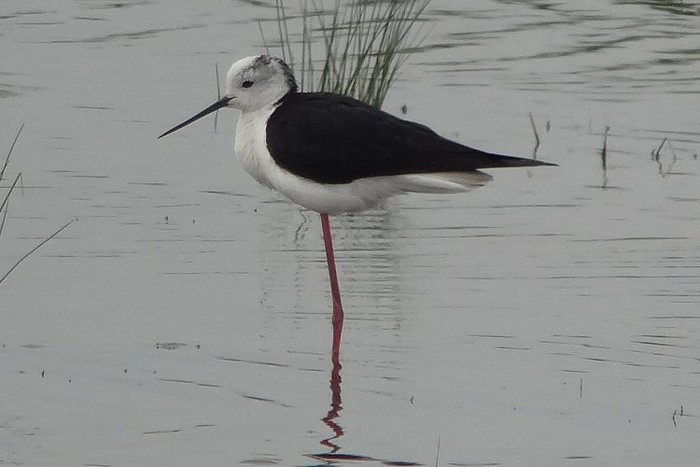Black-winged Stilt