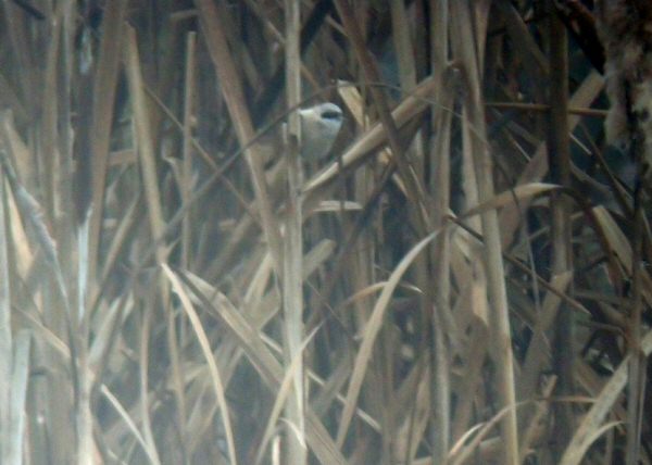Penduline Tit