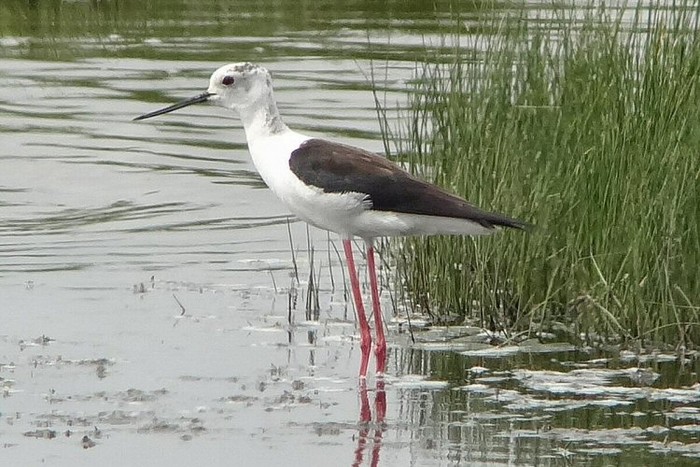 Black-winged Stilt