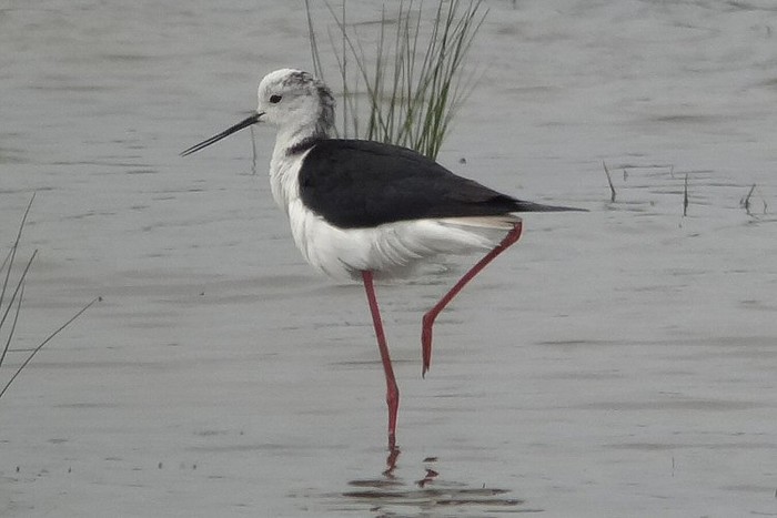 Black-winged Stilt