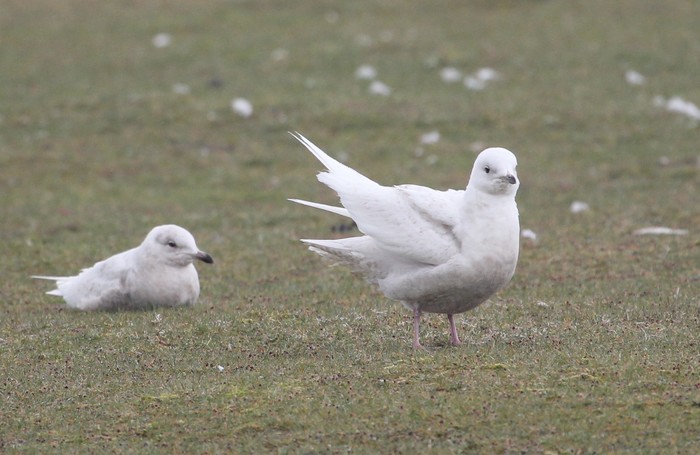 Iceland Gull