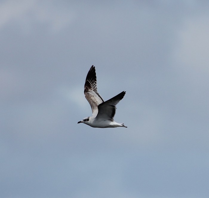 Mediterranean Gull