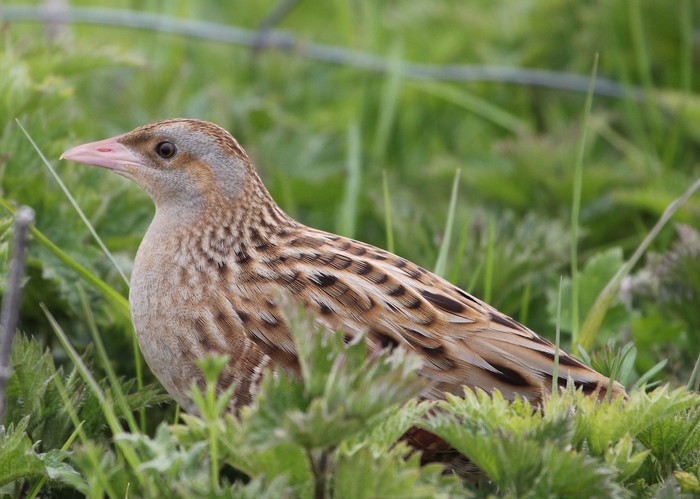 Corncrake