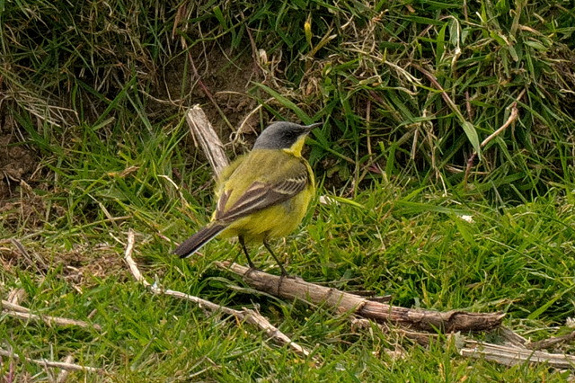 Grey-headed Wagtail