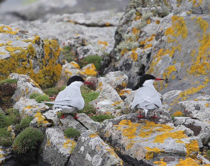 Arctic Tern