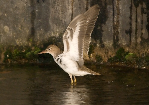 Spotted Sandpiper