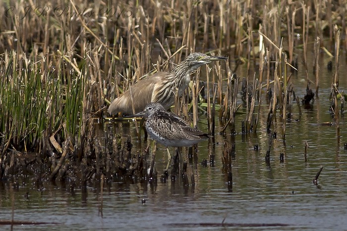 Squacco Heron