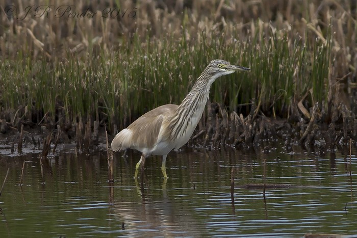 Squacco Heron