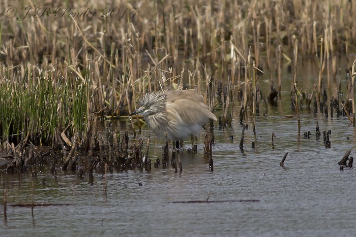 Squacco Heron