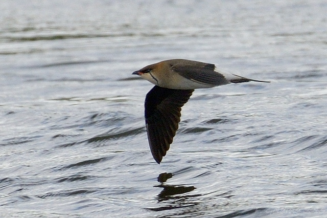 Black-winged Pratincole