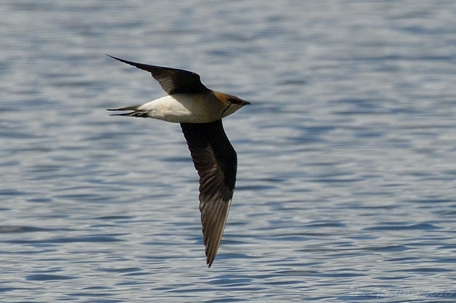 Black-winged Pratincole