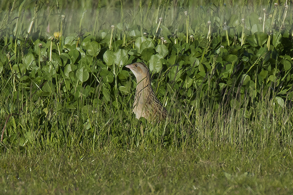 Corncrake