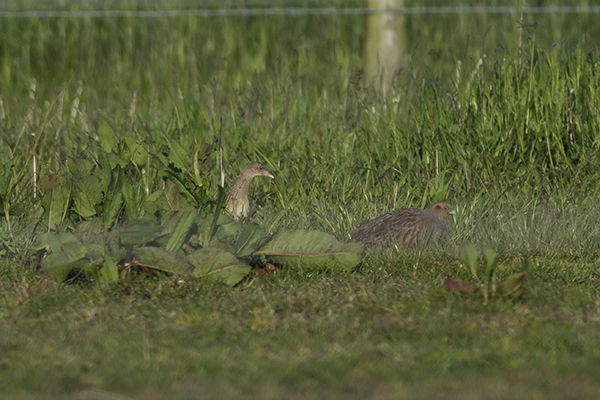 Corncrake